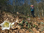 25 Ellebori in fiore...